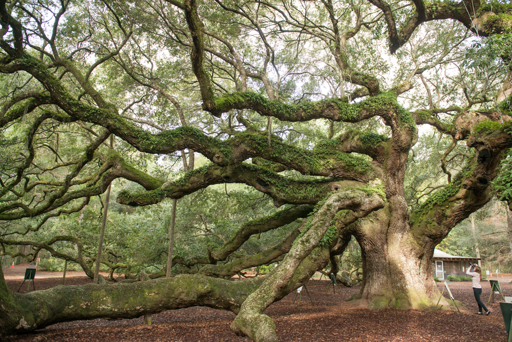 046-Charleston_Angel_Oak-2776