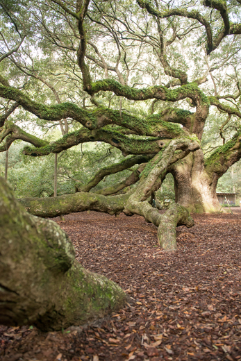 047-Charleston_Angel_Oak-2778