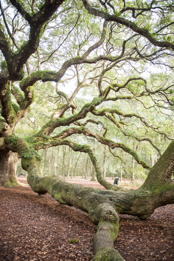 048-Charleston_Angel_Oak-2810