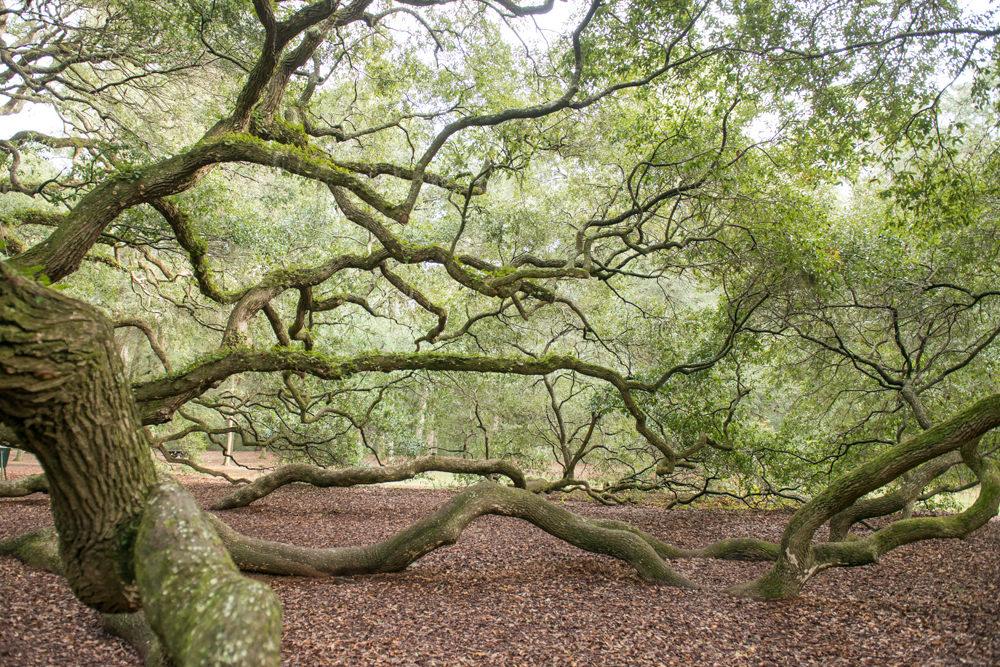 050-Charleston_Angel_Oak-2786