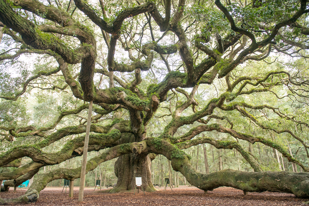 051-Charleston_Angel_Oak-2797