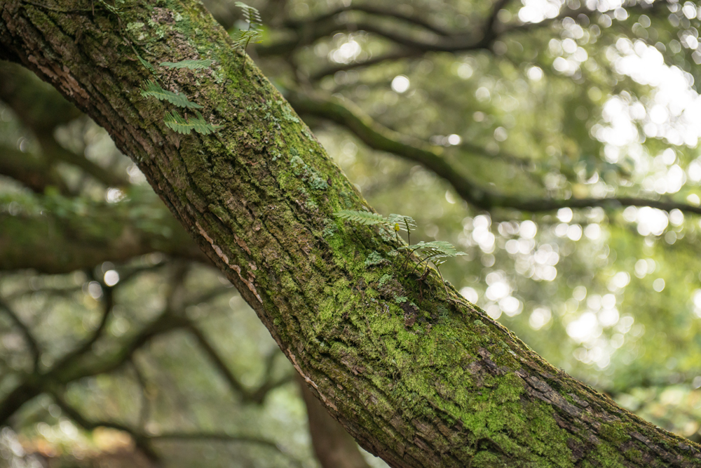 052-Charleston_Angel_Oak-2800