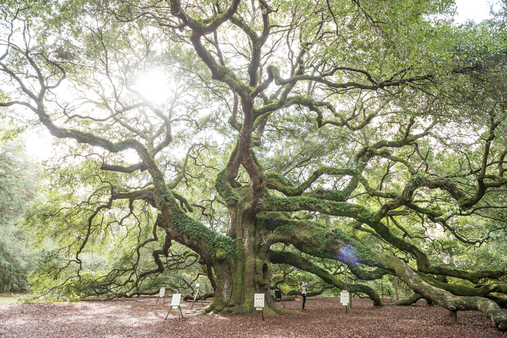 053-Charleston_Angel_Oak-2815