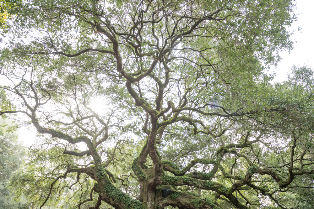 054-Charleston_Angel_Oak-2817