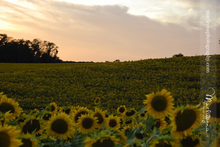 Jarrettsville Sunflower Fields | Harford County, MD Photography