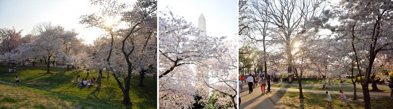 Spring & Cherry Blossoms in DC :: Maryland Portrait Photographer