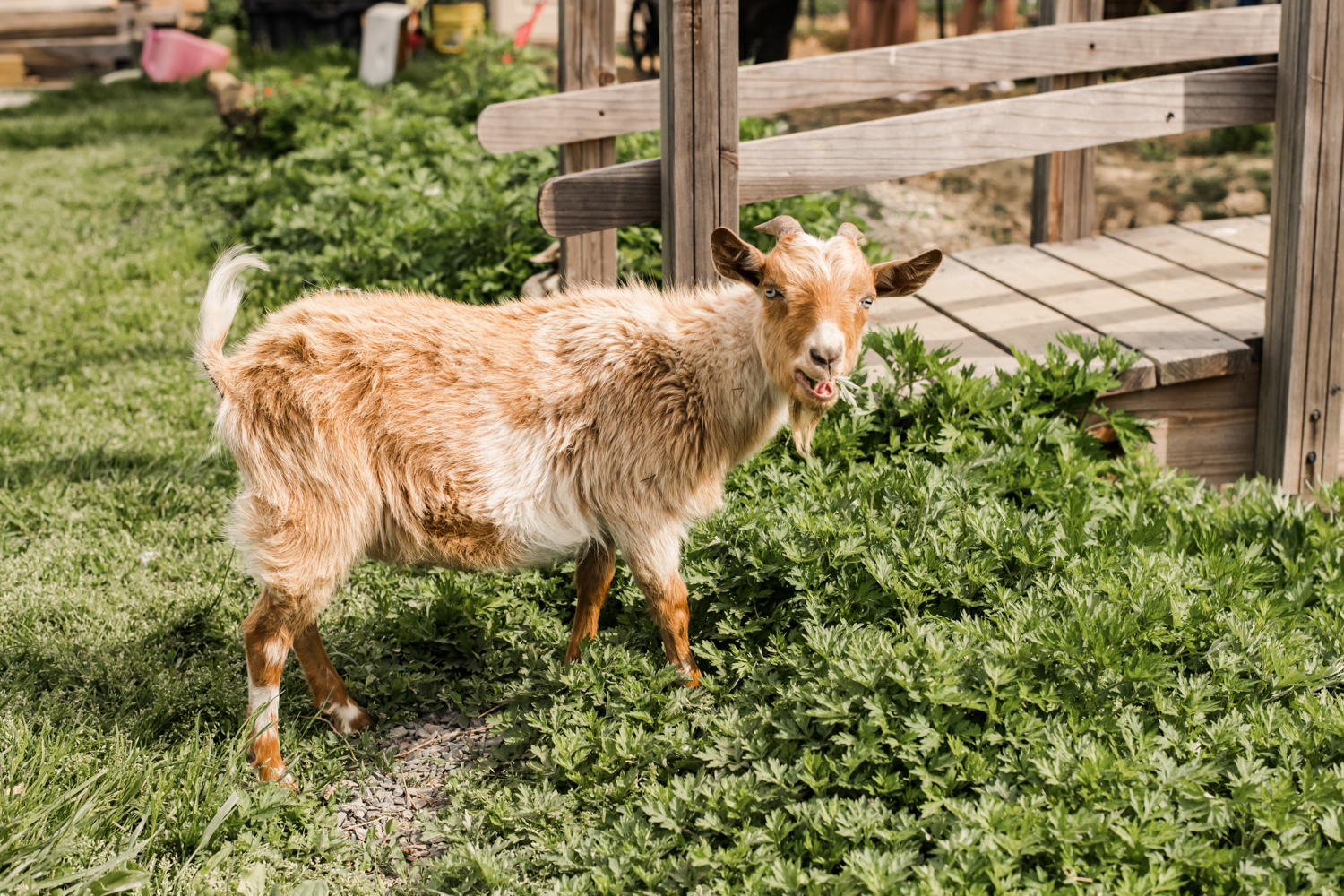 goat at filbert street garden