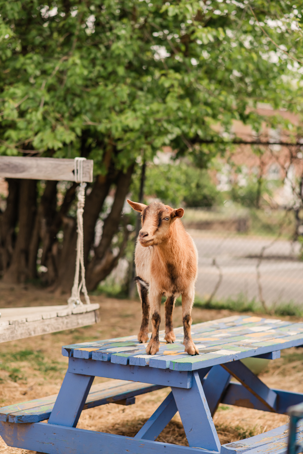 Goat at Filbert Street Garden