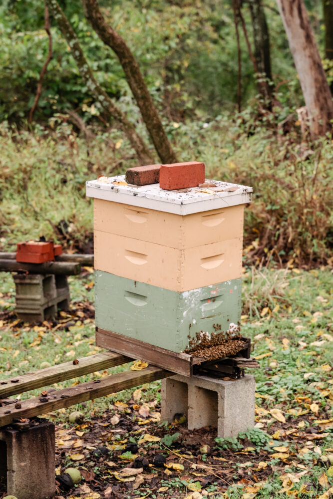 bee hive