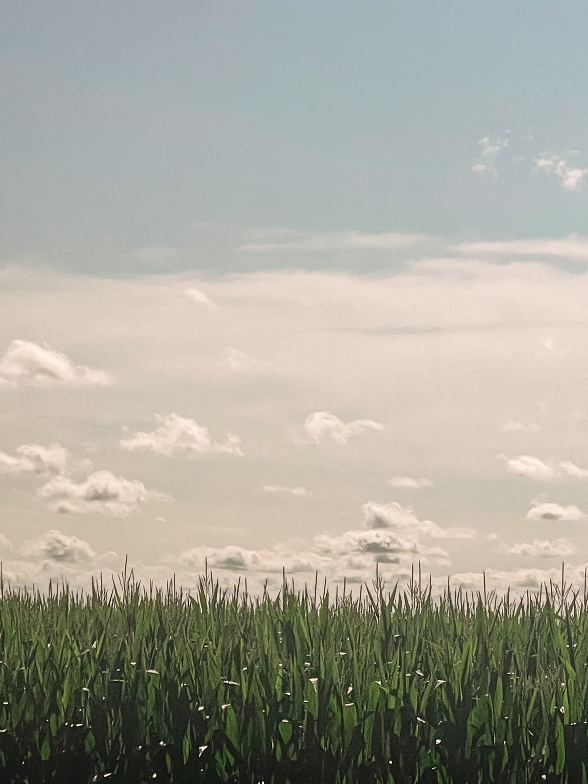 farmland and blue sky