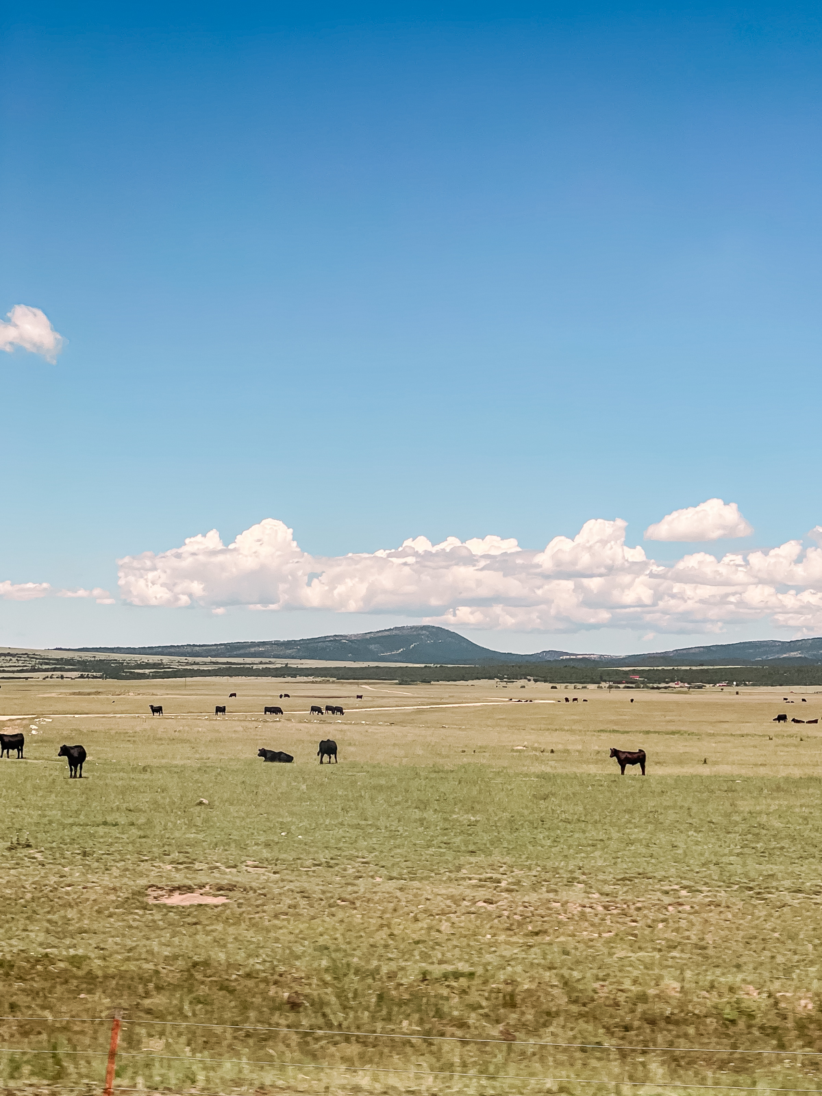 cows in a field against a blue sky