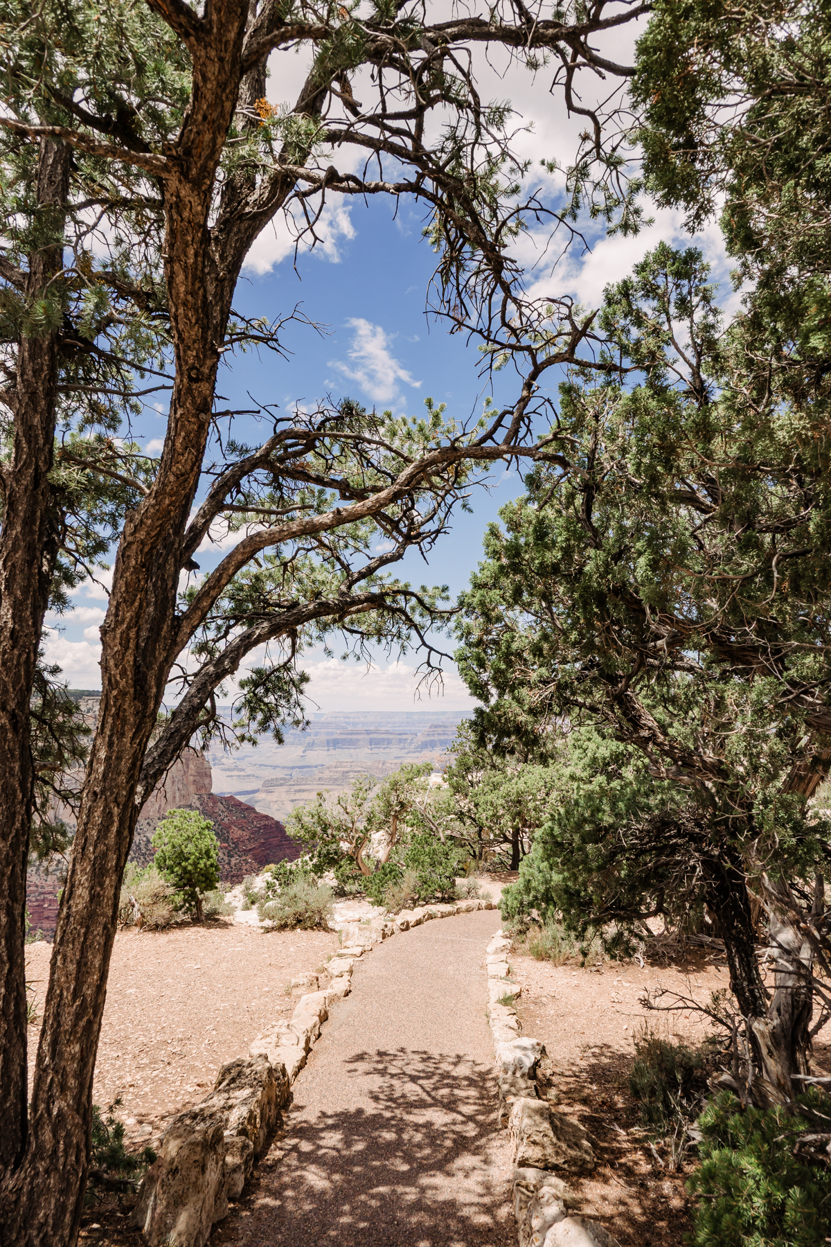 view of grand canyon through trees