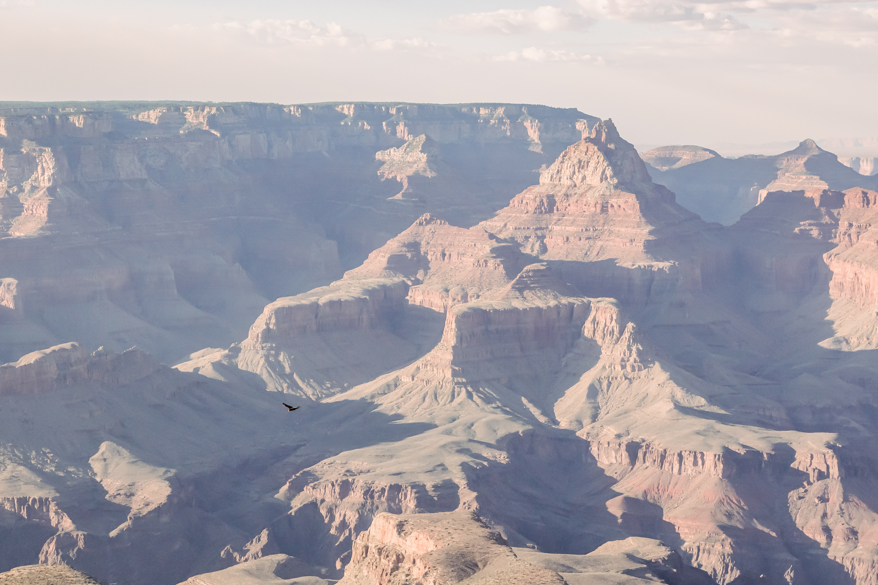 bird flying over grand canyon