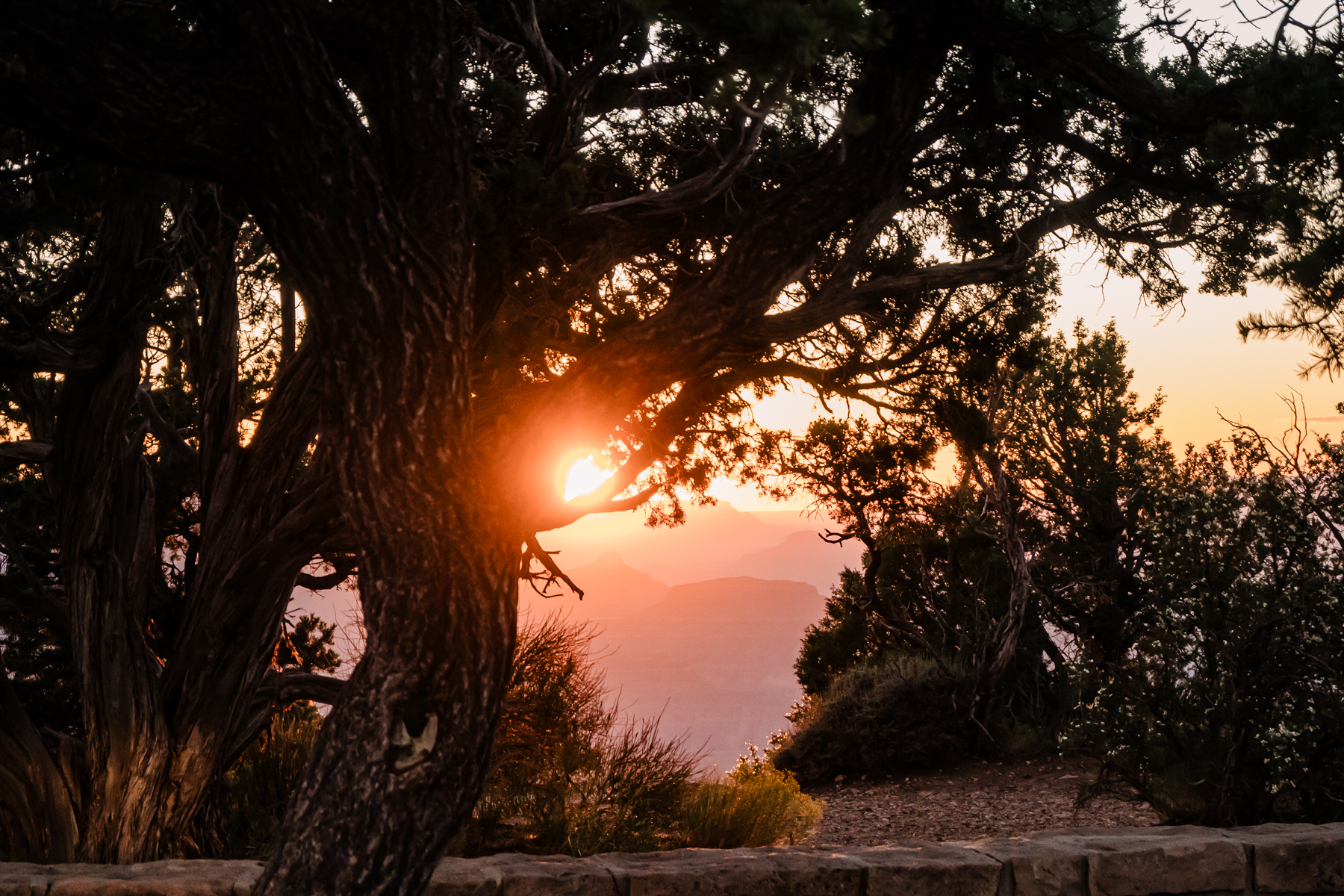 sunset near grand canyon through trees