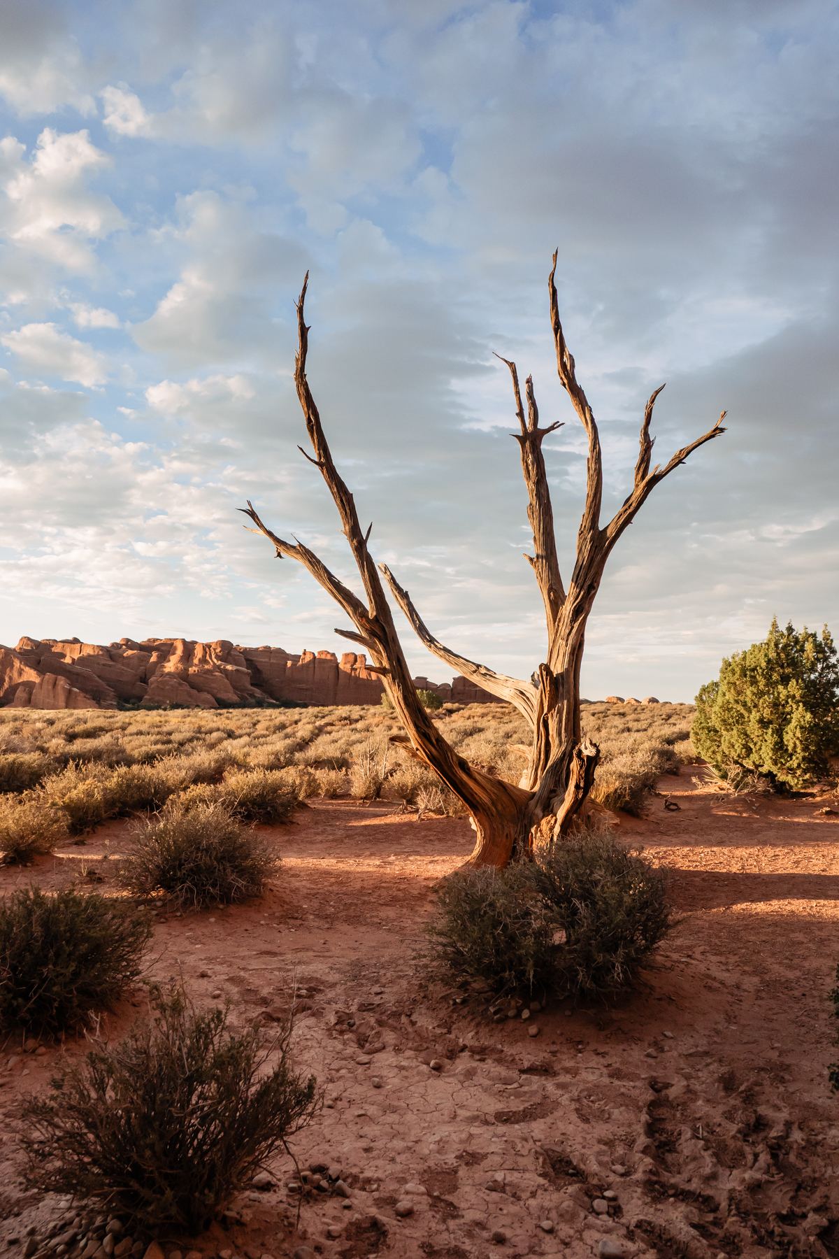 tree with no leaves in desert at arches national park at sunset